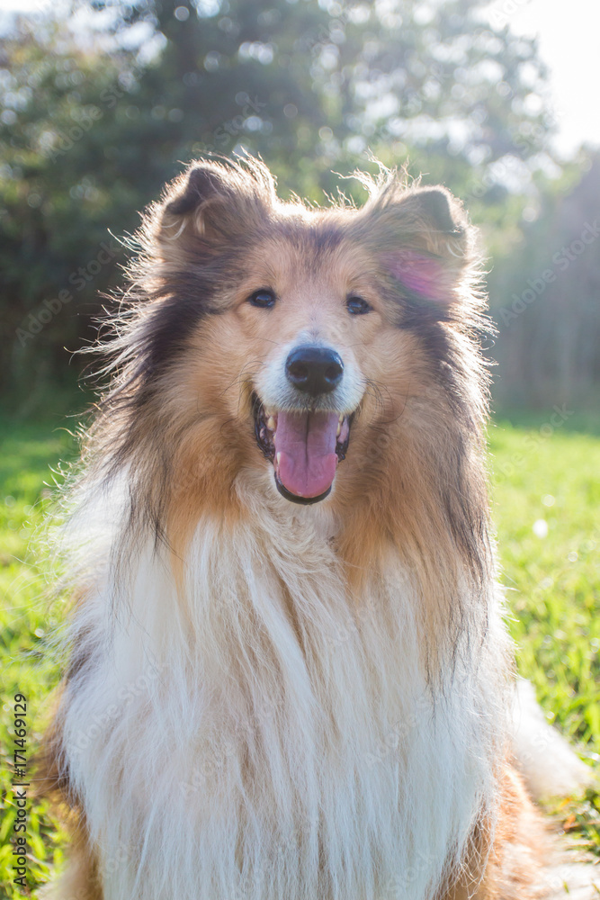 Gold rough collie, sunset Gold rough collie, sunset