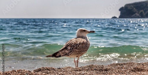 Seagull relaxing photo