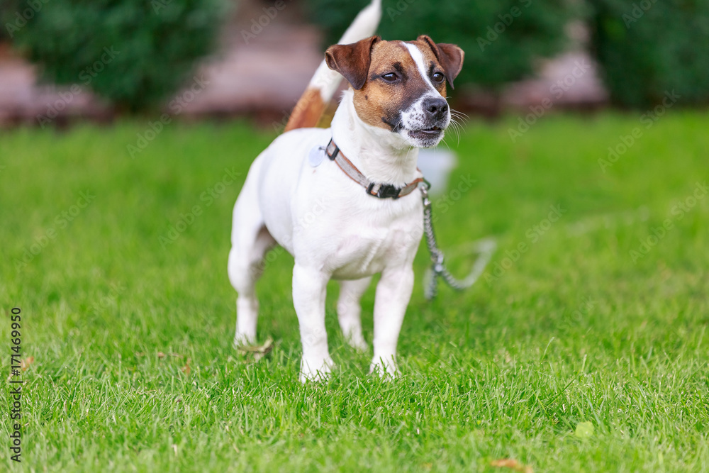 Happy dog playing outside,