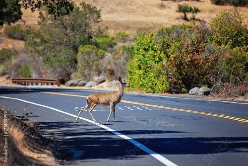 Deer on the road