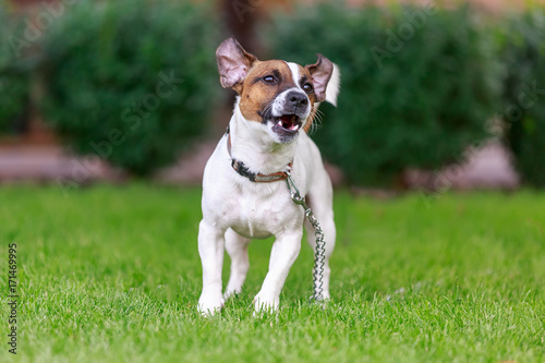 Happy dog playing outside,