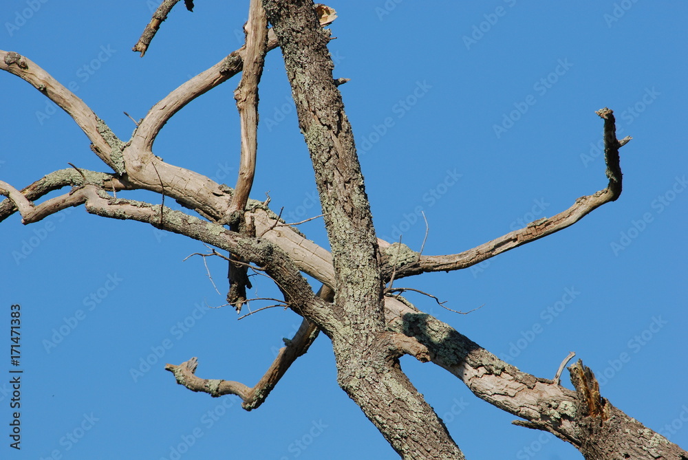 Branches entremélées Branches entremélées