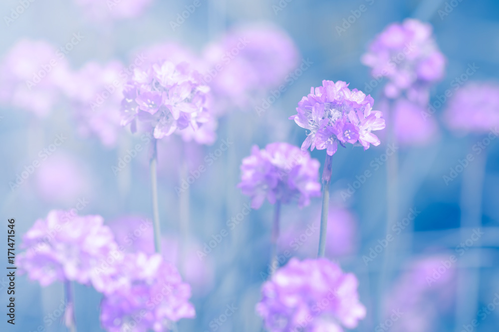 Obraz premium Small purple flowers on the turquoise background in the sunlight. Selective soft focus.