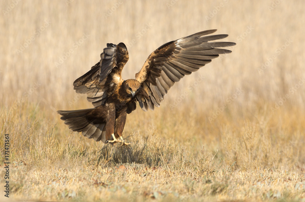 Western marsh harrier. Circus aeroginosus Western marsh harrier. Circus aeroginosus