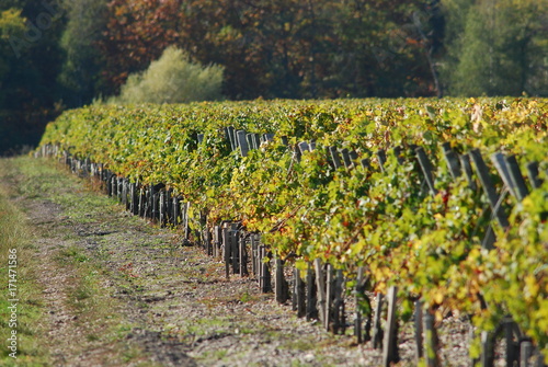 Vignoble automnal de l'appellation Pessac-Léognan, Gironde, France