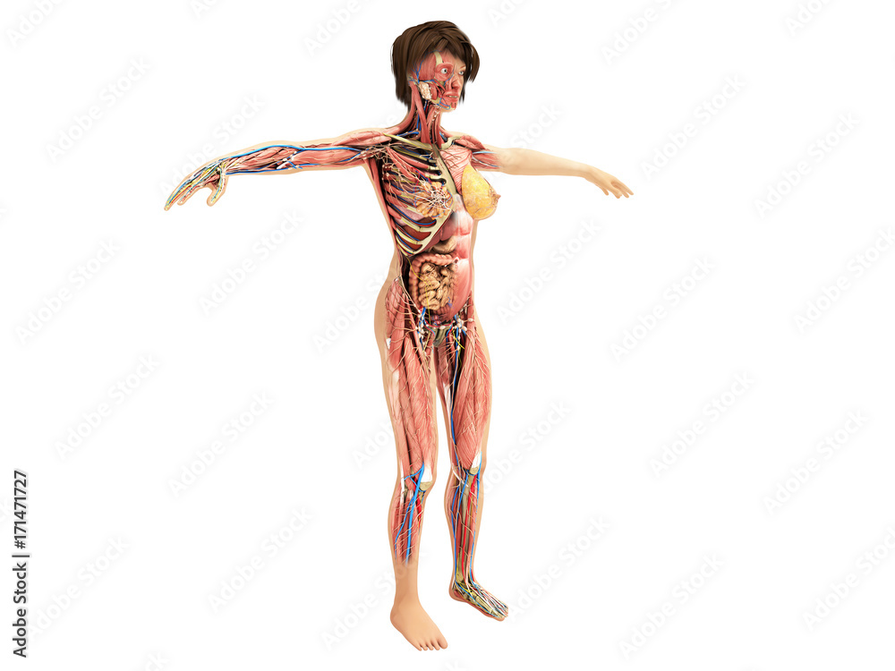 A female layer body anatomy for books 3d ilustration on white no shadow A female layer body anatomy for books 3d ilustration on white no shadow