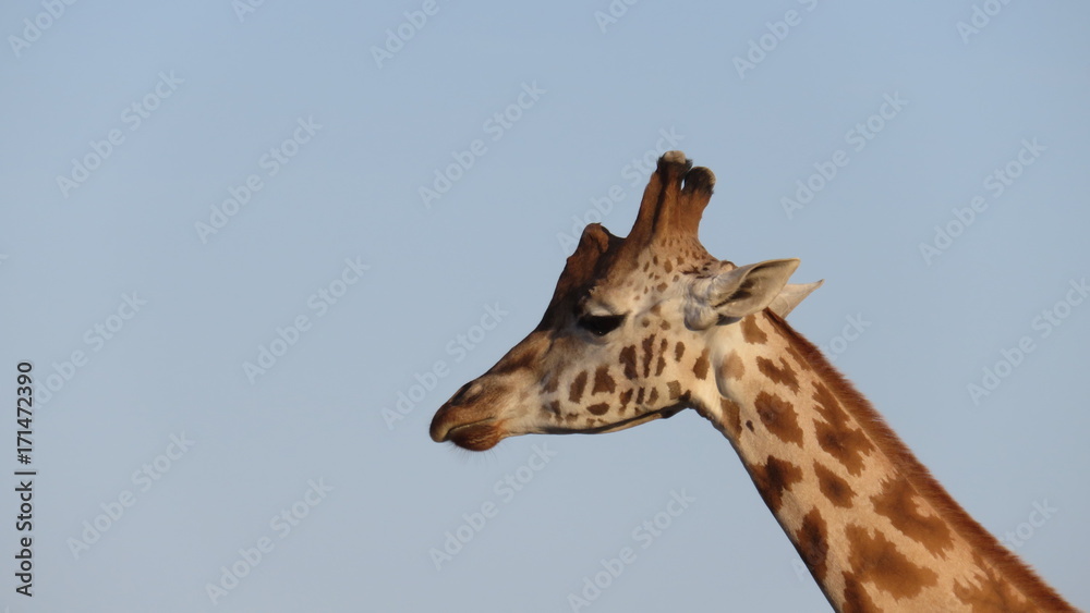 Obraz premium giraffe