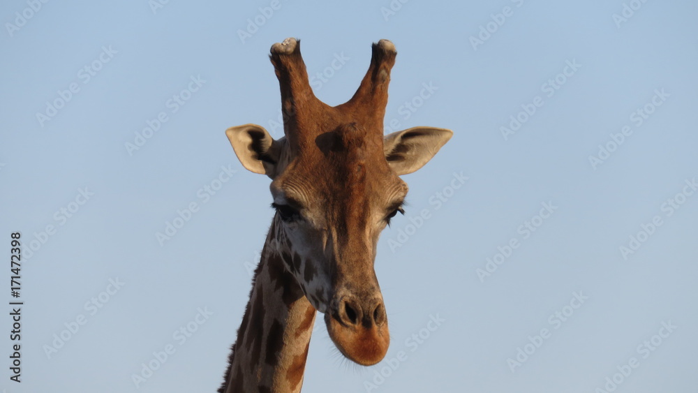 Obraz premium giraffe