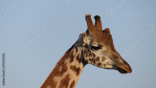 giraffe head © robypangy
