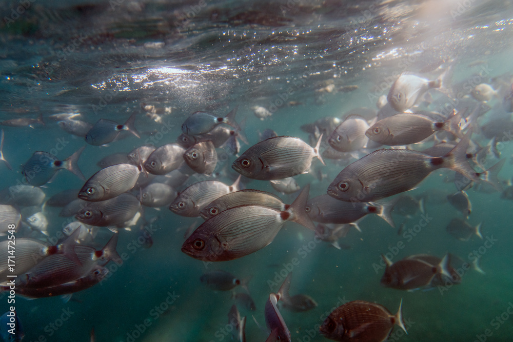 Fish bank in underwater marine reserve in Tabarca island, Spain Photos