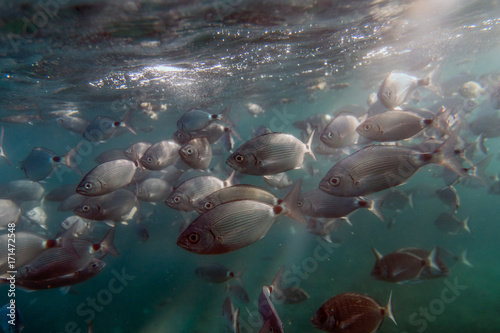 Fish bank in underwater marine reserve in Tabarca island, Spain