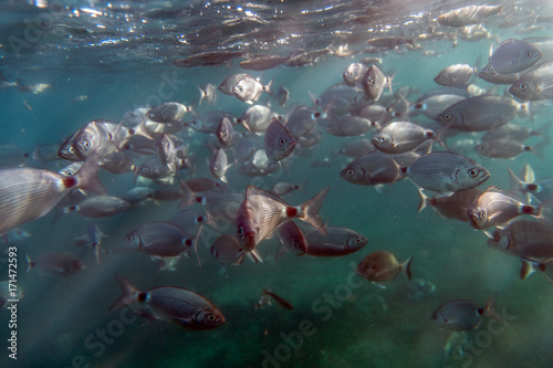 Fish bank in underwater marine reserve in Tabarca island, Spain
