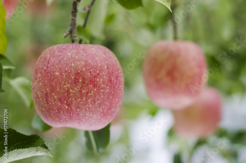 Fresh red apples on trees in a green garden