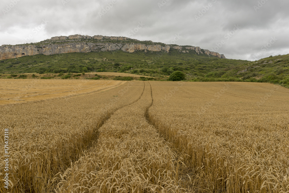 Wheat field in the Pyrenees of Navarra, Spain