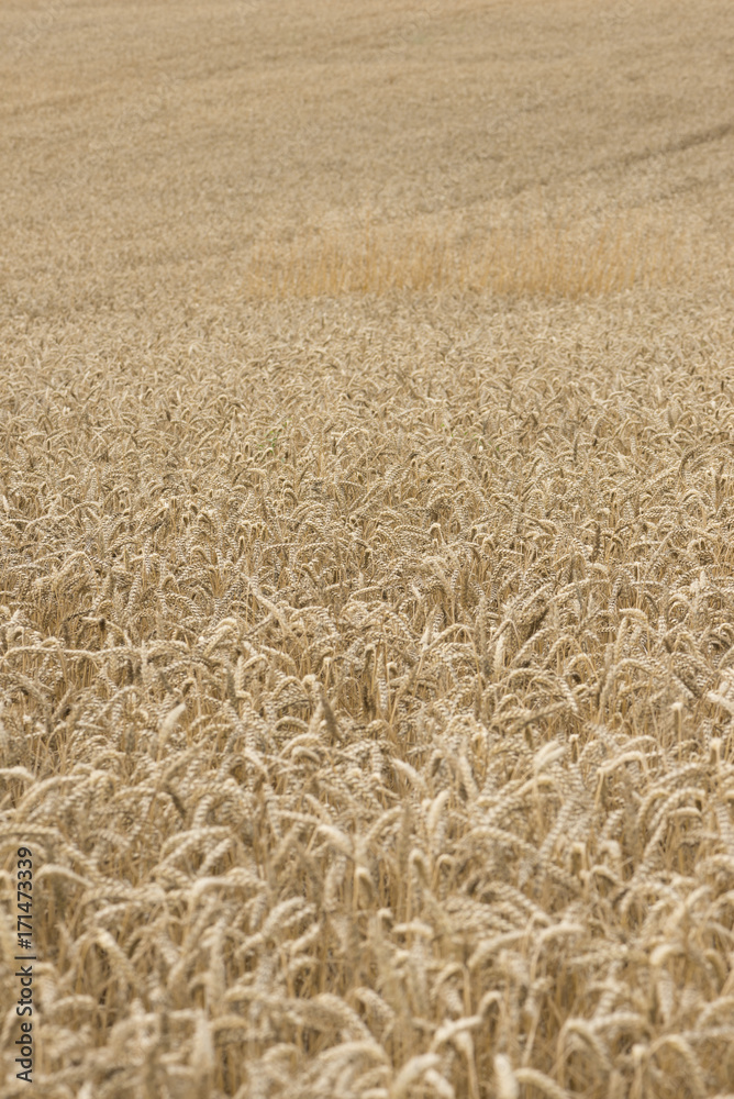 Wheat field in the Pyrenees of Navarra, Spain Wheat field in the Pyrenees of Navarra, Spain