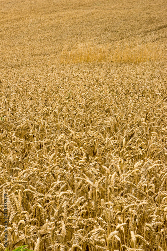 Wheat field in the Pyrenees of Navarra, Spain Wheat field in the Pyrenees of Navarra, Spain