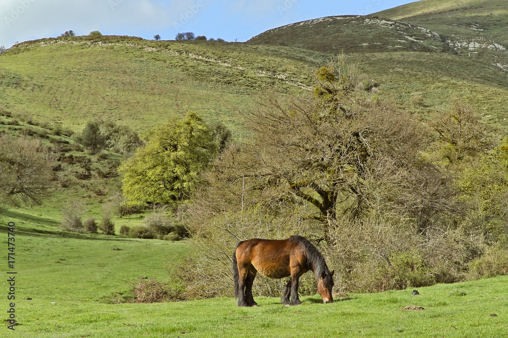 Naklejka premium Horse grazing freely in the mountain