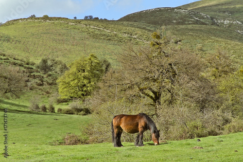 Horse grazing freely in the mountain