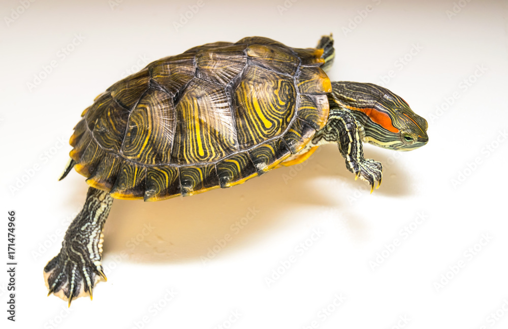 Naklejka premium Red ear turtle escapes.White background.