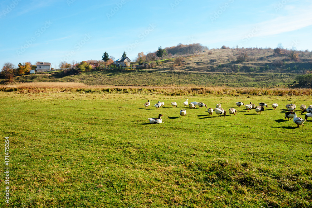 Obraz premium The herd of white adult geese grazing at the countryside on the