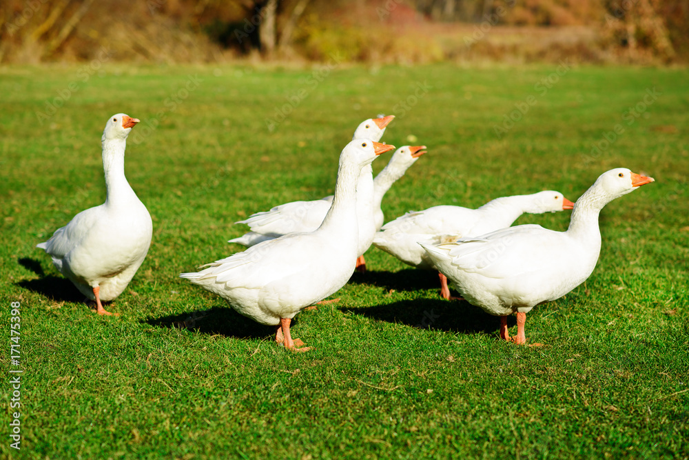 The herd of white adult geese grazing at the countryside on the The herd of white adult geese grazing at the countryside on the