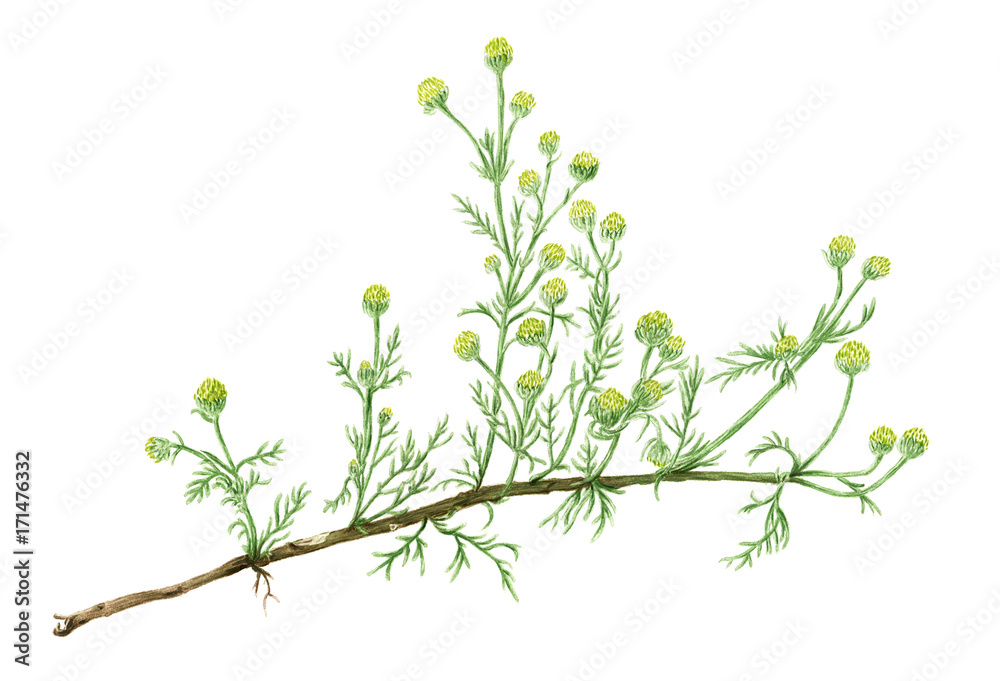 Drawing of a Pineapple weed (Matricaria discoidea) plant - obrazy, fototapety, plakaty 