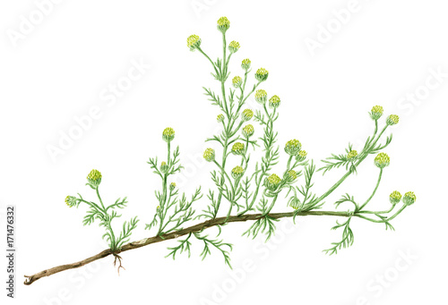 Drawing of a Pineapple weed (Matricaria discoidea) plant photo