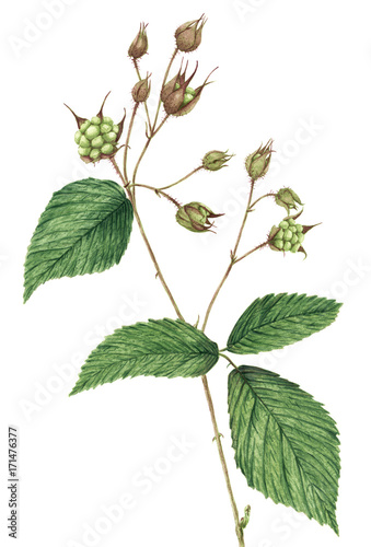 Drawing of a Blackberry (Rubus plicatus) twig