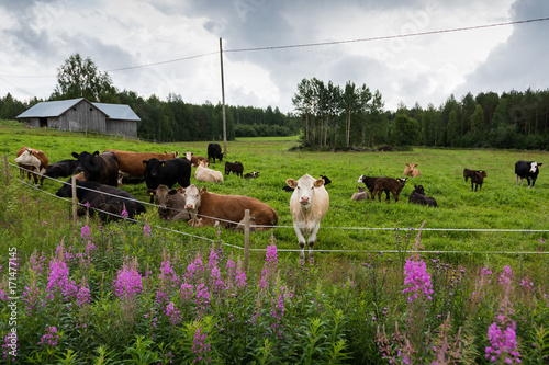 Finnish countryside