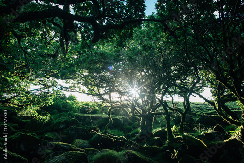 Morning Sunrays Hitting Mossy Old Trees and Rocks in Ancient Whistman's Wood (UK) photo