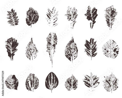 Set with hand made ink stamp leaves. Objects isolated on white. Black and white leaf blots. Monochrome artistic floral collection. Hi detailed texture of forest leaves
