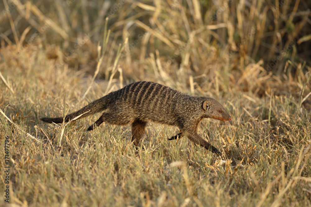 Banded mongoose Banded mongoose