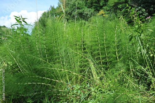 Der Riesen-Schachtelhalm (Equisetum telmateia; Sommerform) ist eine urweltliche Pflanze und findet sich in Bachauen und Quellfluren. Er ist die größte mitteleuropäische Schachtelhalm-Art