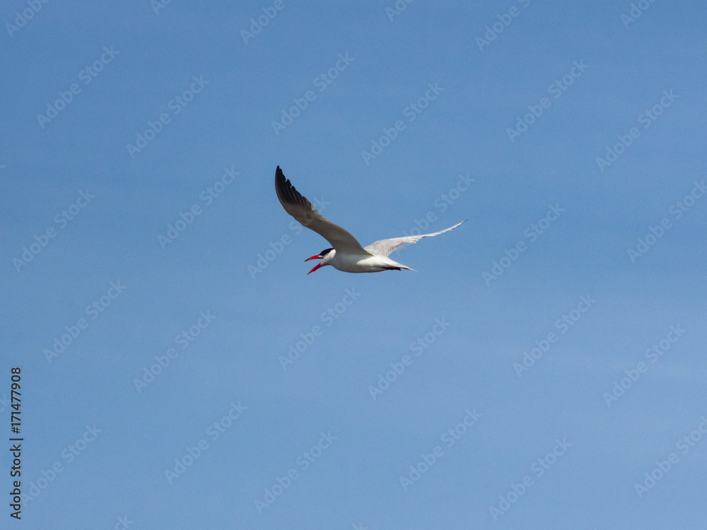 Caspian tern, Hydroprogne or Sterna caspia, flight against blue sky, selective focus, shallow DOF Caspian tern, Hydroprogne or Sterna caspia, flight against blue sky, selective focus, shallow DOF