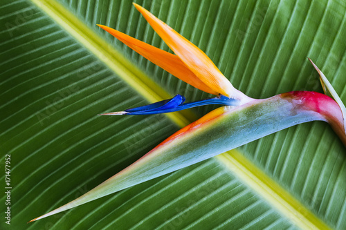 Bird of paradise flower photo