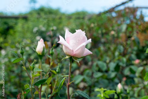 A beautiful, fragrant pink bouquet of roses blooms in the summer garden. photo