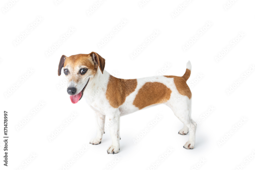 Profile of small cute smiling dog Jack Russell terrier. White background