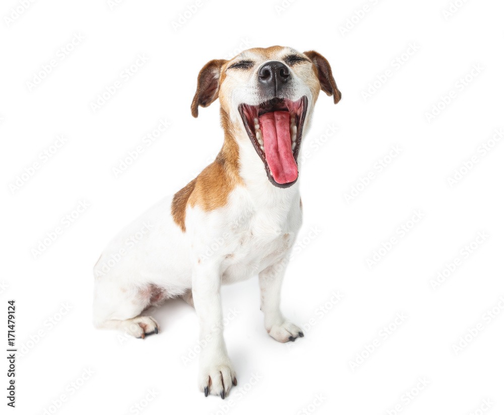 Yawns (screams, surprise) cute small dog Jack Russell terrier sits on a white background
