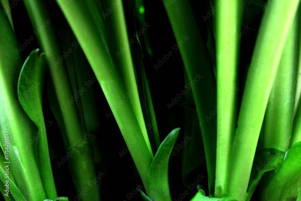 Awesome plan for green trunks. Can be used as a background Awesome plan for green trunks. Can be used as a background