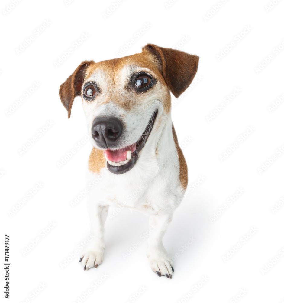 Happy smiling dog portrait . White background. gazing cheerfully at the  camera Stock Photo | Adobe Stock
