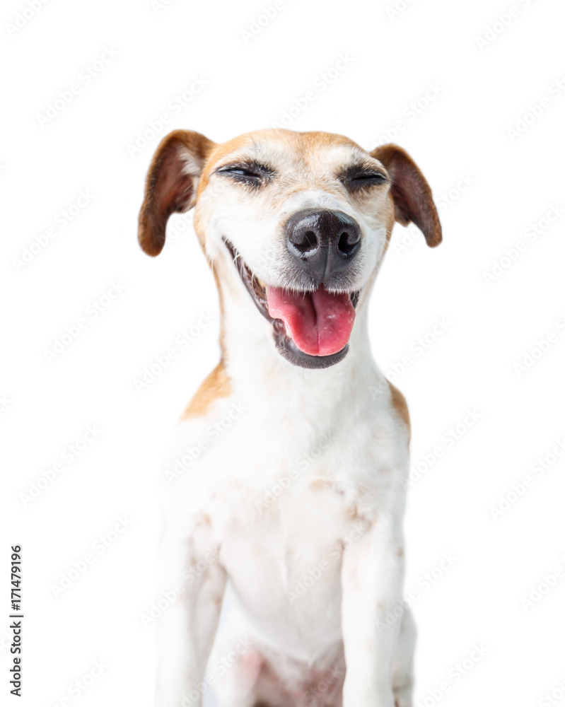 funny cool pleased positive dog Jack Russell terrier smiling on white  background Stock Photo | Adobe Stock