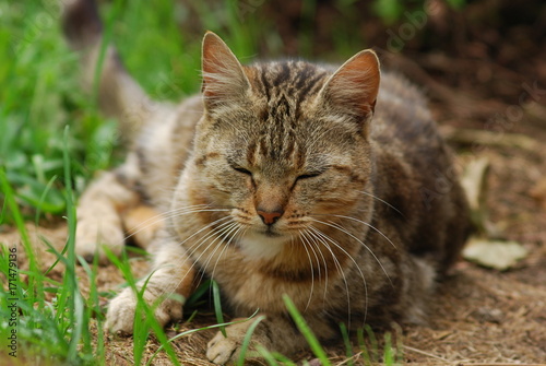 Wallpaper Mural Chat dormant Torontodigital.ca