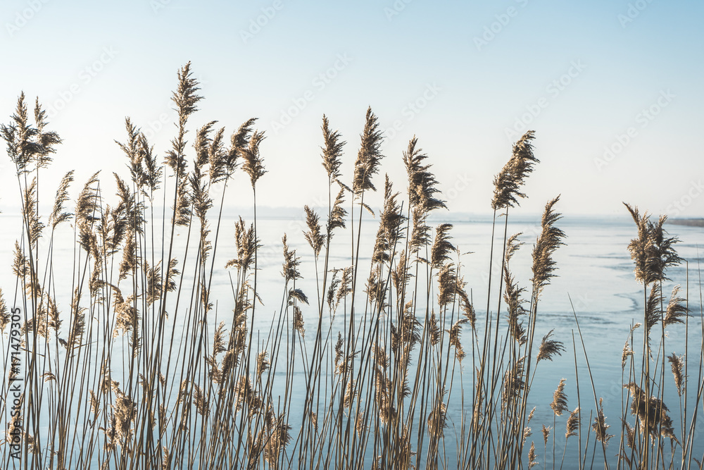 Close-Up Of Reed In Front Of Frozen Lake - obrazy, fototapety, plakaty 