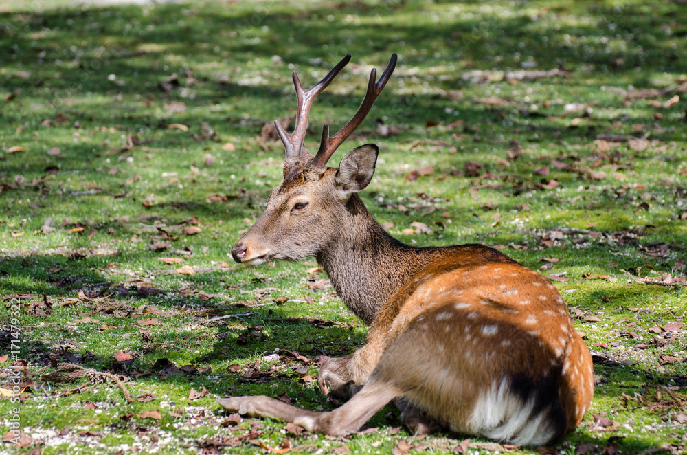 Sika Deer (Cervus nippon)  at Miyajima (Itsukushima) island. Japan