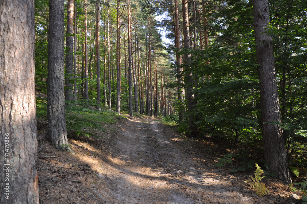 Road between pine trees, in the forest