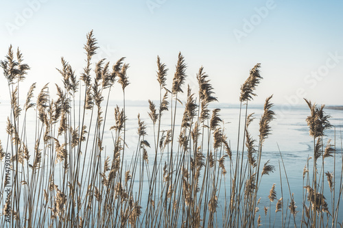 Close-Up Of Reed In Front Of Frozen Lake