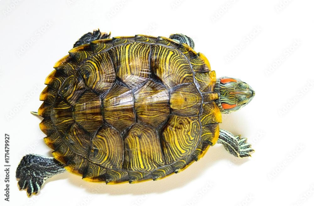 Obraz premium Red ear turtle isolated on white background.The view from the top.