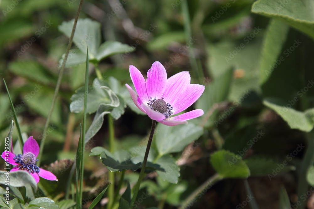 Spring Flowers in Greece, year 2017 Spring Flowers in Greece, year 2017