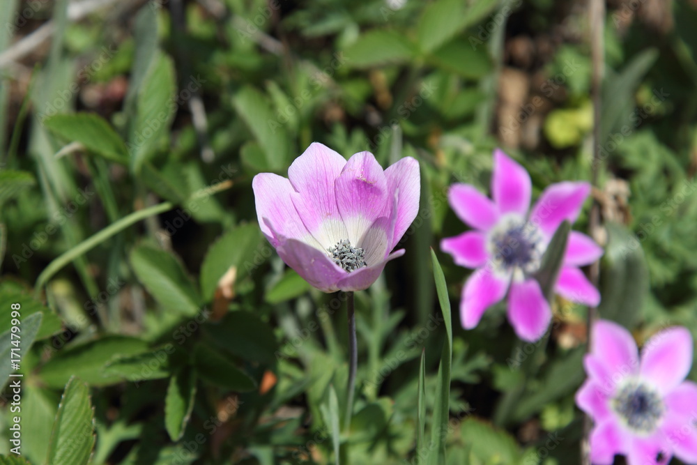 Spring Flowers in Greece, year 2017 Spring Flowers in Greece, year 2017