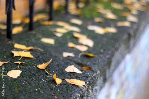 Fallen autumn leaves on the wall. Selective focus.
